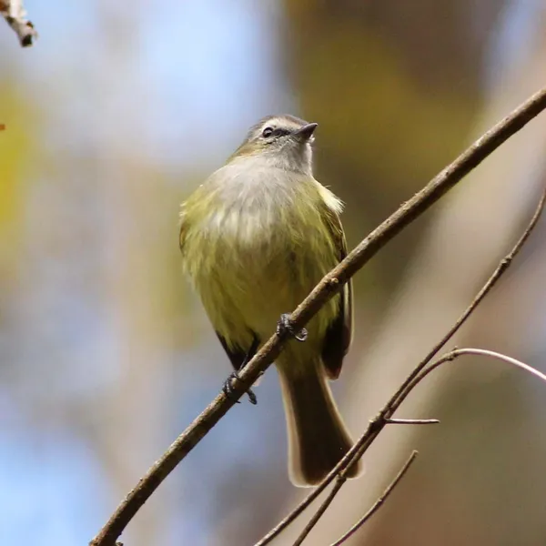 Guatemalan Tyrannulet