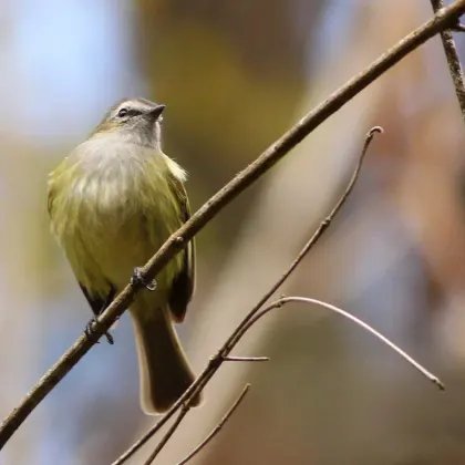 Guatemalan Tyrannulet