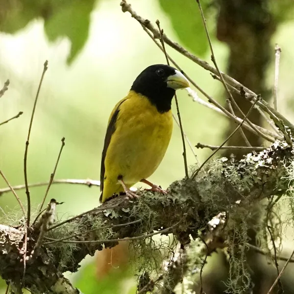 Hooded Grosbeak