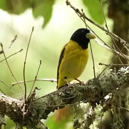 Hooded Grosbeak