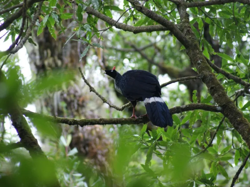 Volcano Endemics