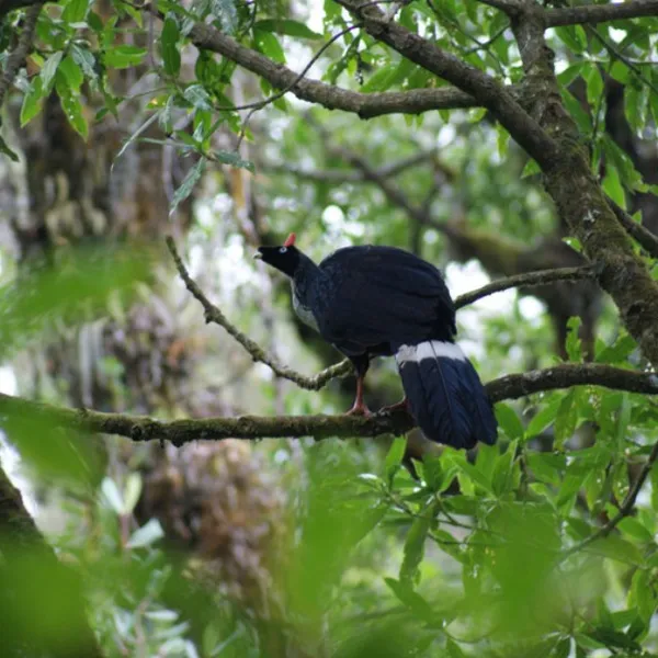 Horned Guan