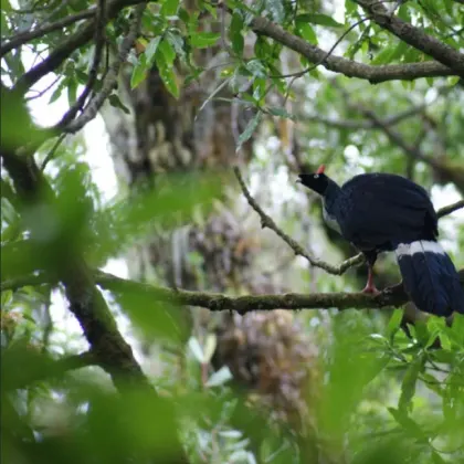 Horned Guan