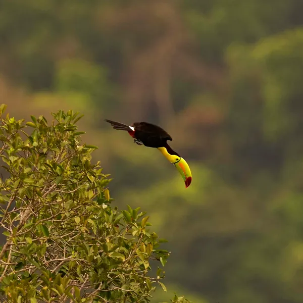 Keel-billed Toucan