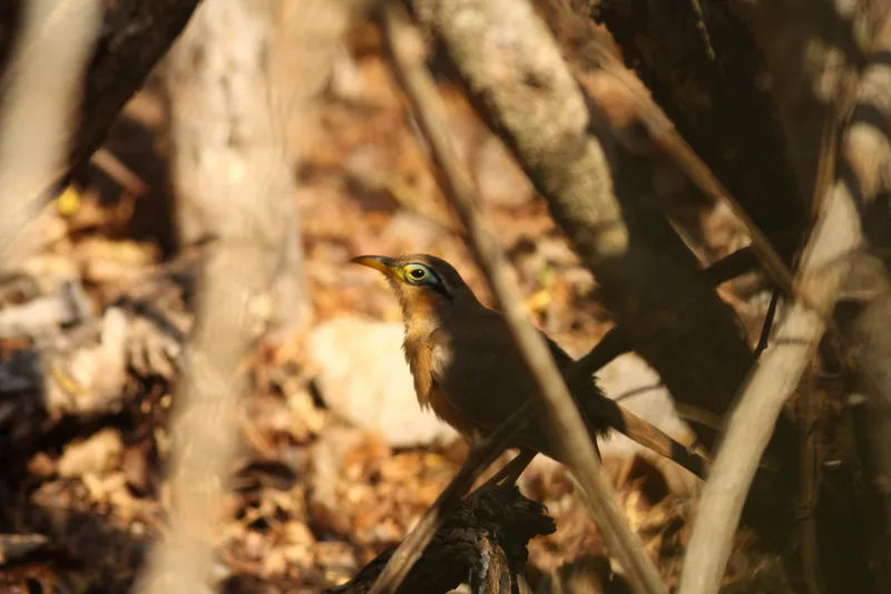 Lesser Ground-Cuckoo