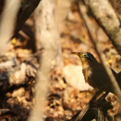 Lesser Ground-Cuckoo
