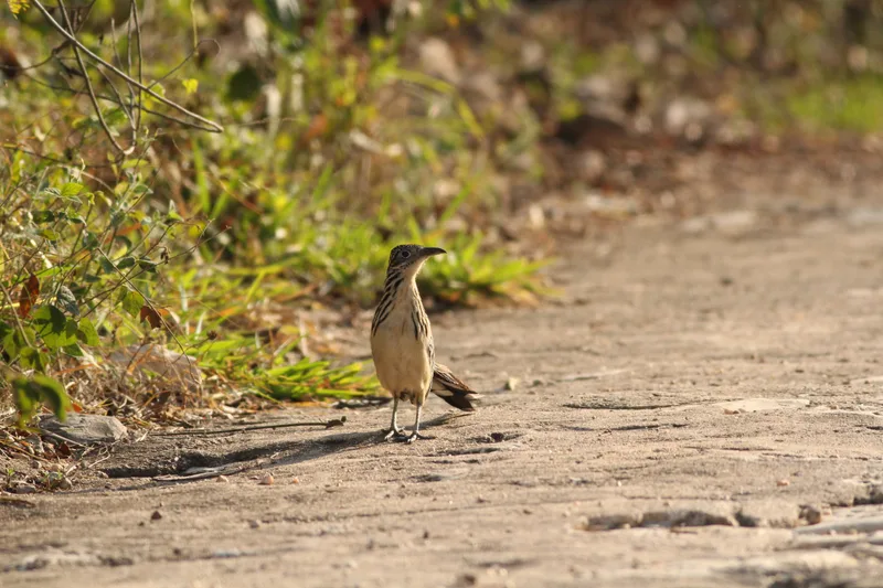 Lesser Roadrunner