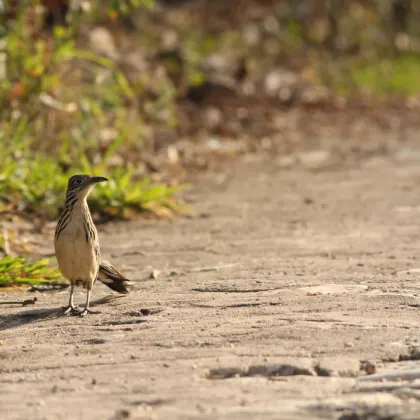 Lesser Roadrunner