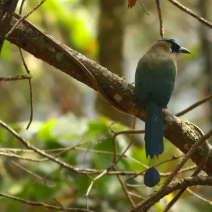 Lesson's Motmot