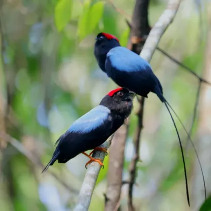 Long-tailed Manakin