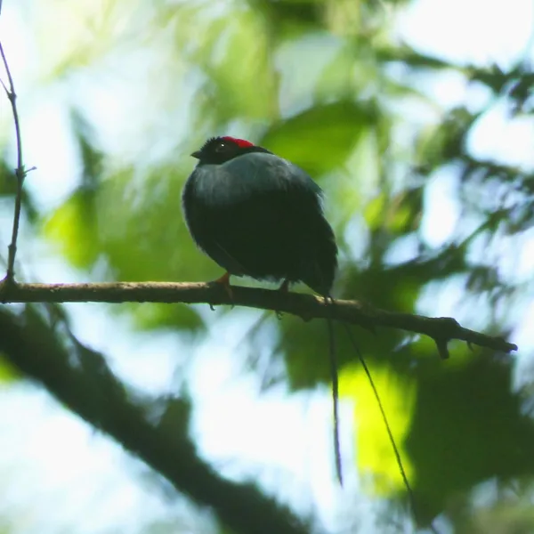 Long-tailed Manakin