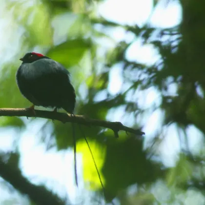 Long-tailed Manakin