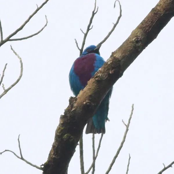 Lovely Cotinga