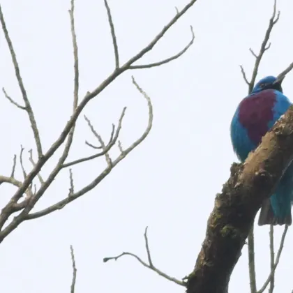 Lovely Cotinga