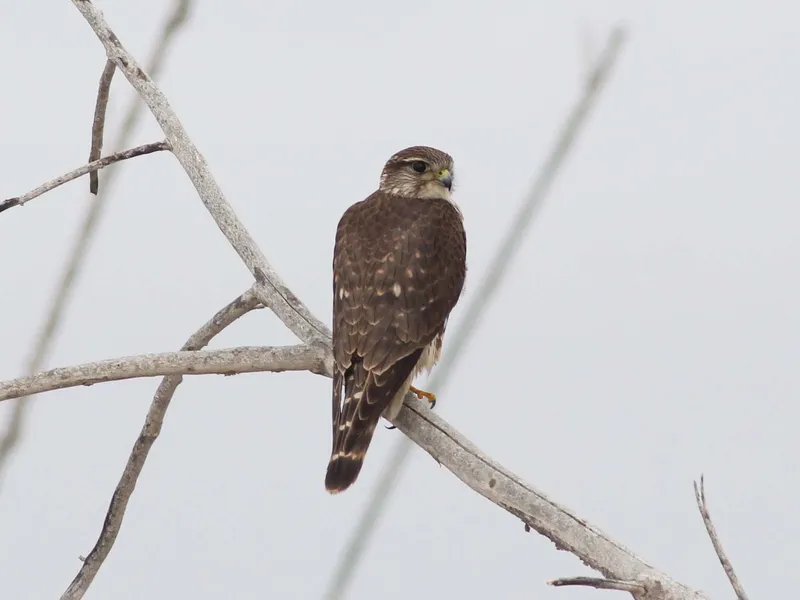 Merlin