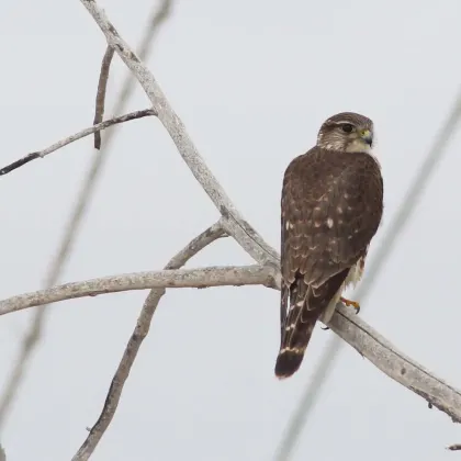 Merlin