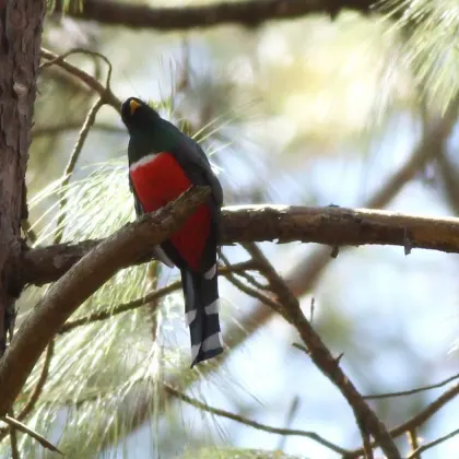 Mountain Trogon