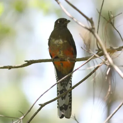 Mountain Trogon