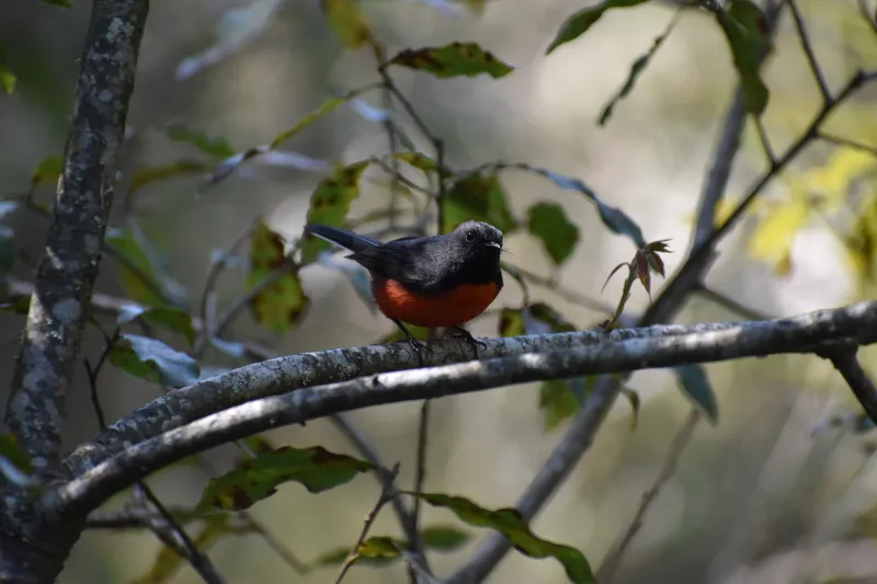 Slate-throated Redstart