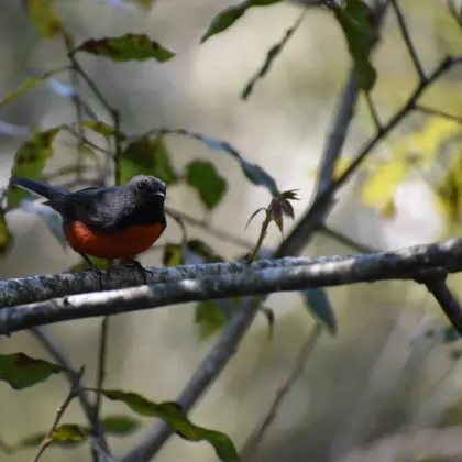 Slate-throated Redstart