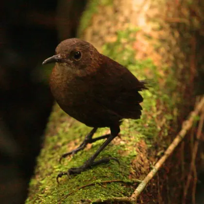 Nava's Wren
