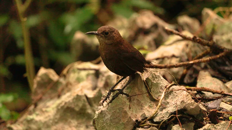 Nava's Wren