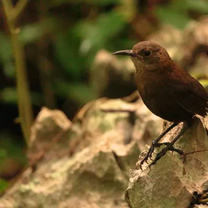 Nava's Wren