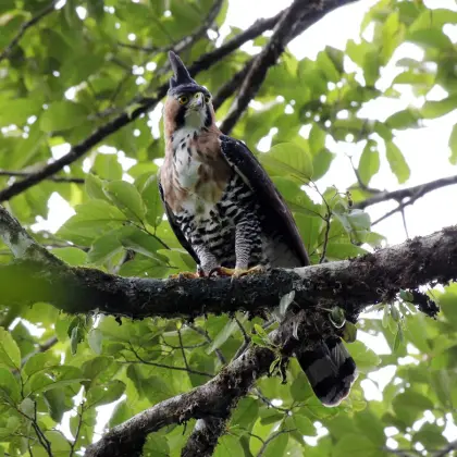 Ornate Hawk-Eagle
