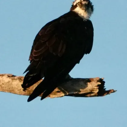 Osprey