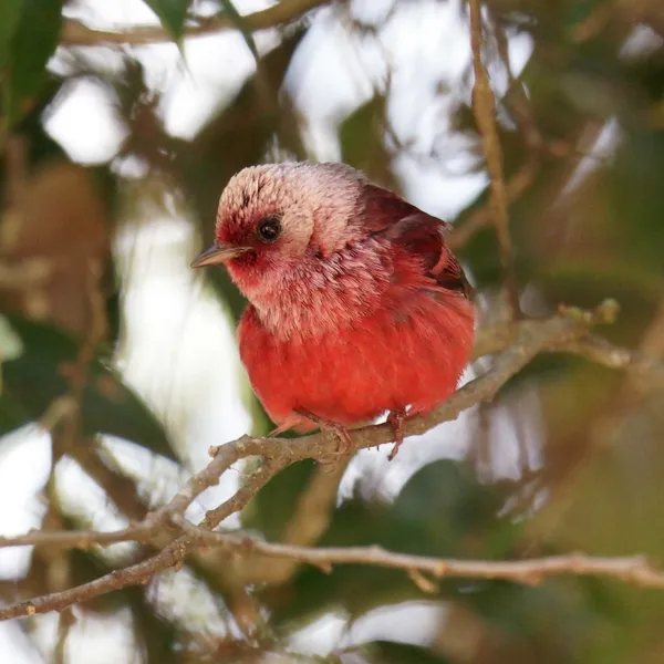 Pink-headed Warbler