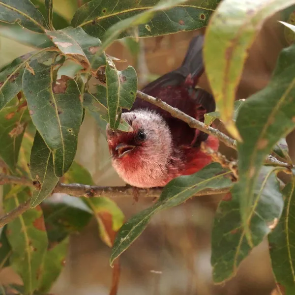 Pink-headed Warbler