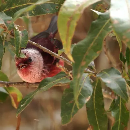Pink-headed Warbler