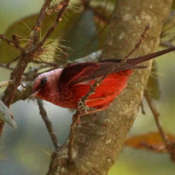 Pink-headed Warbler