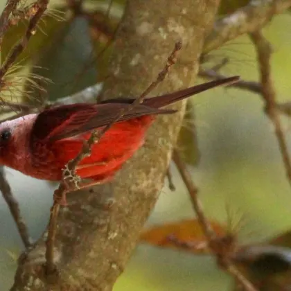 Pink-headed Warbler
