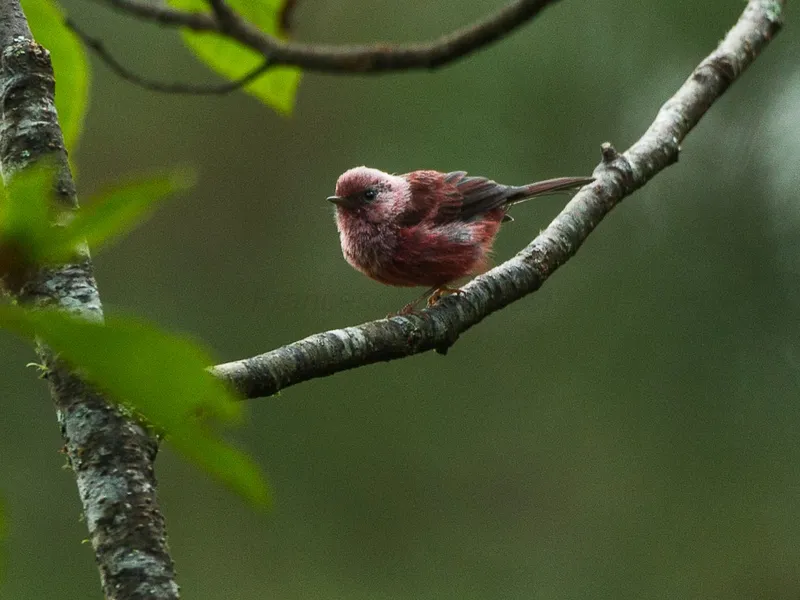 Pink-headed Warbler in cloud forest