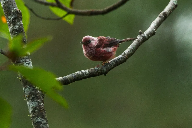 Pink-headed Warbler in cloud forest