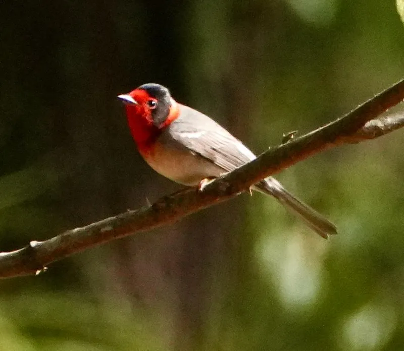 Red-faced Warbler