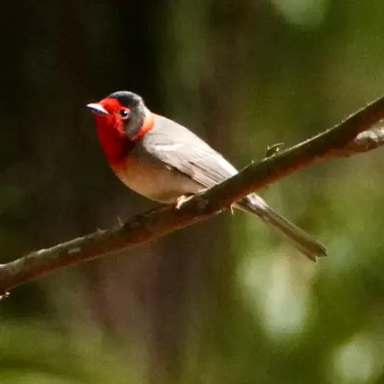 Red-faced Warbler