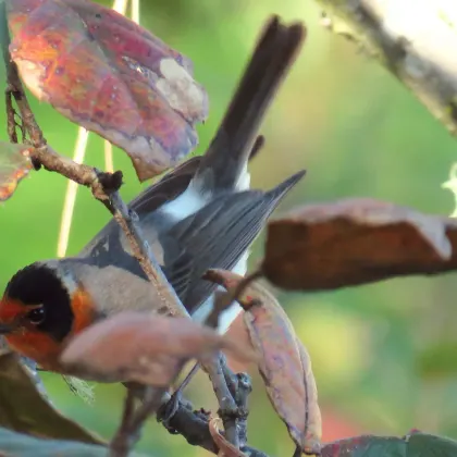 Red-faced Warbler