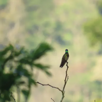Rivoli's Hummingbird