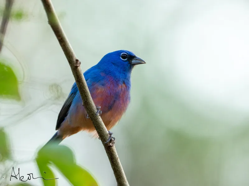 Full Endemics