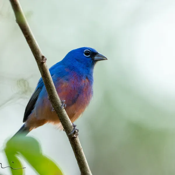 Rose-bellied Bunting