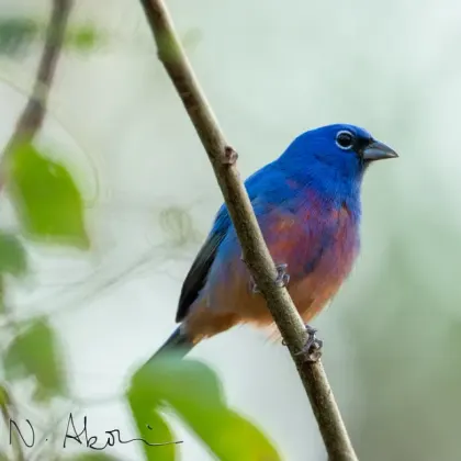 Rose-bellied Bunting