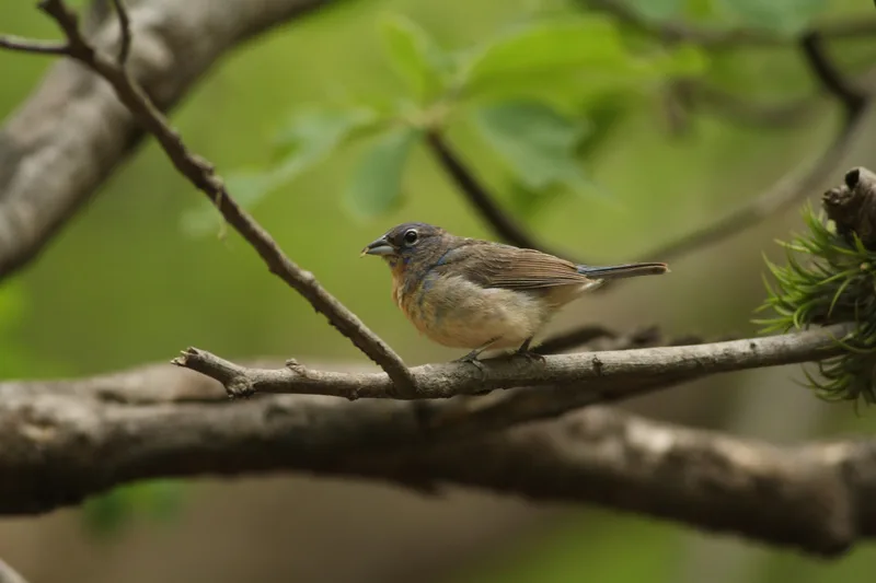 Rose-bellied Bunting