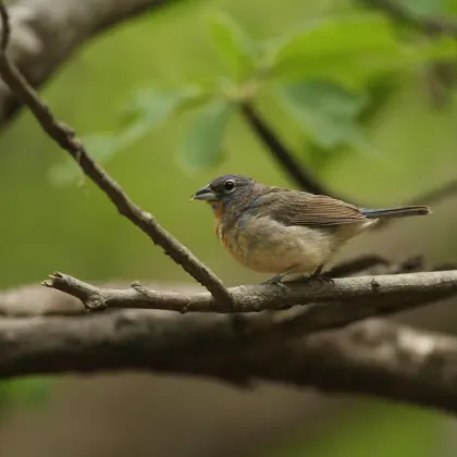 Rose-bellied Bunting
