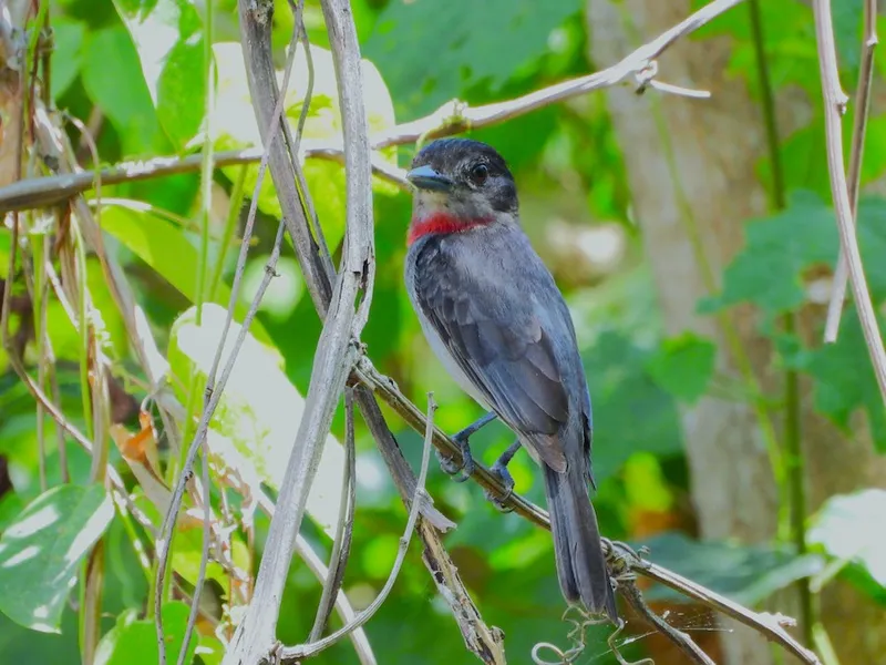 Rose-throated Becard