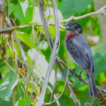 Rose-throated Becard