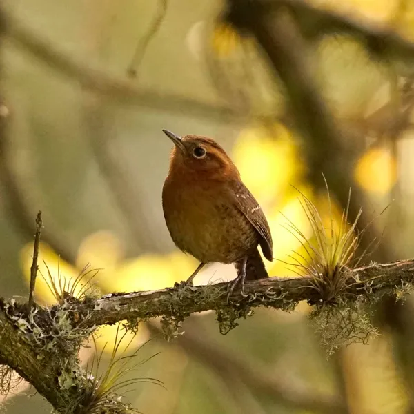Rufous-browed Wren