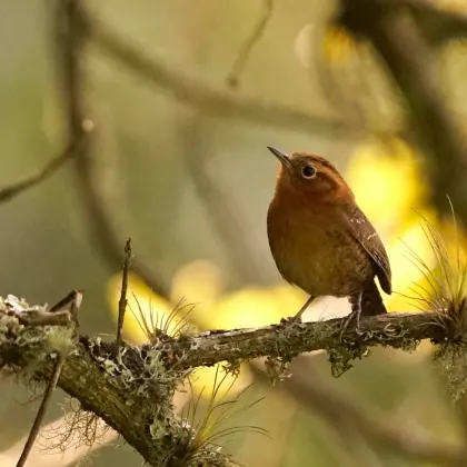 Rufous-browed Wren