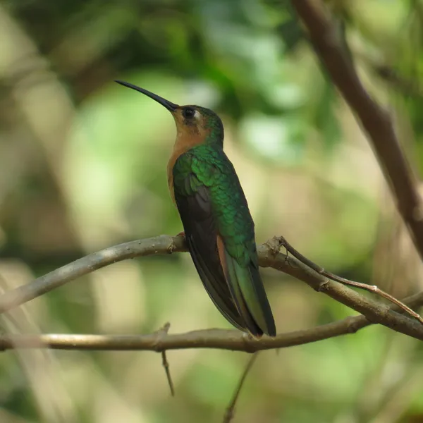 Rufous Sabrewing